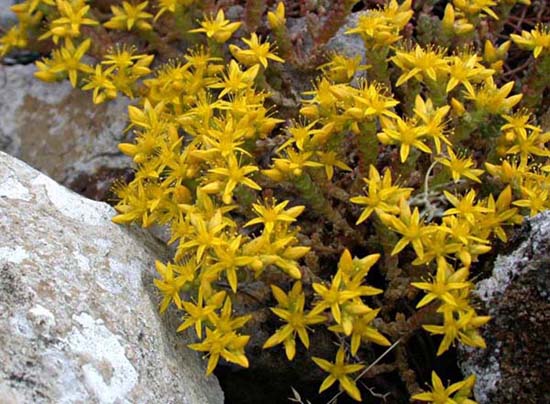 fleurs_0123