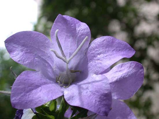fleurs_0124