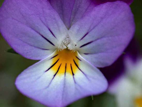 fleurs_0125