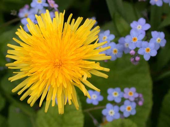 fleurs_0129