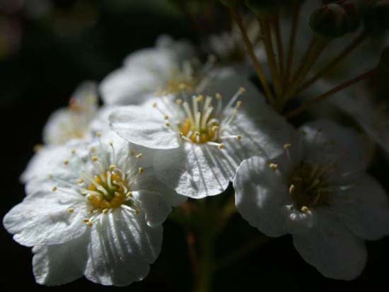 fleurs_02-01