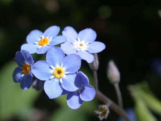 fleurs_02-03
