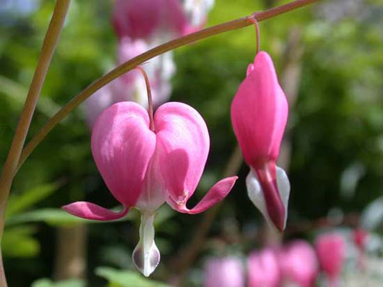 fleurs_02-04