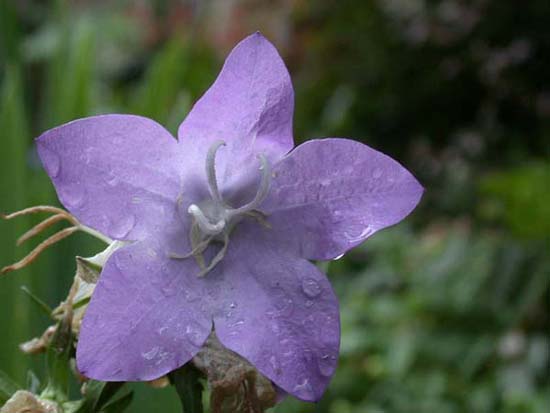 fleurs_02-07