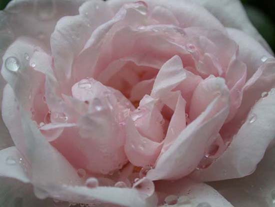 fleurs_02-08