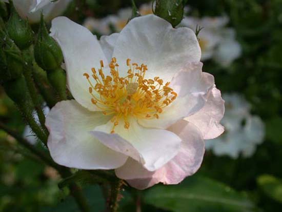 fleurs_02-09