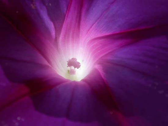 fleurs_02-10