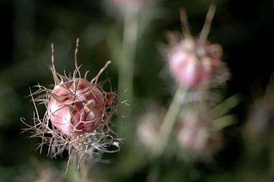 fleurs_02-12