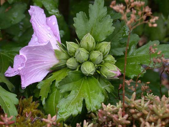 fleurs_02-13