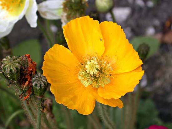 fleurs_02-14