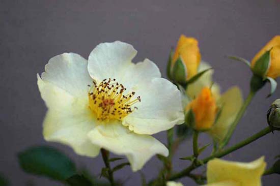 fleurs_02-15