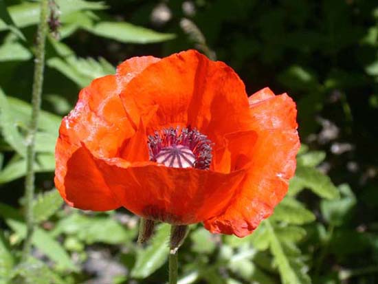 fleurs_02-17