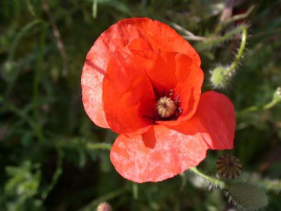 fleurs_02-19