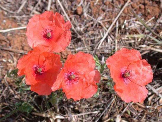 fleurs_02-22