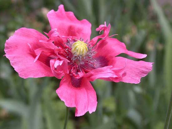 fleurs_02-23