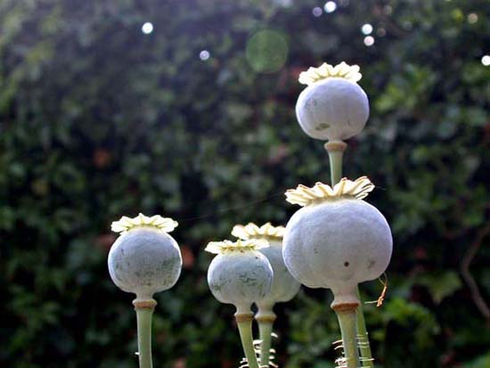fleurs_02-25