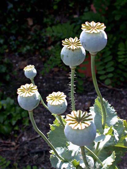 fleurs_02-26