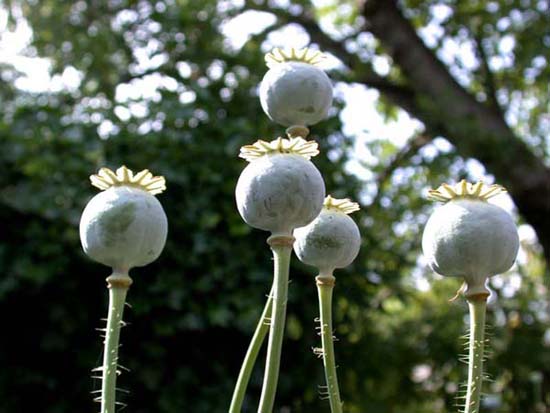 fleurs_02-28