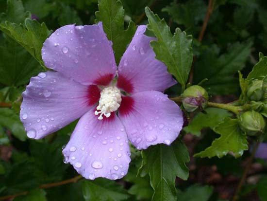 fleurs_02-30