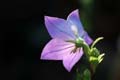 fleurs_02-02