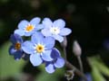 fleurs_02-03