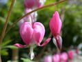 fleurs_02-04