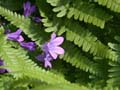fleurs_02-05
