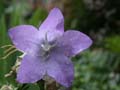 fleurs_02-07