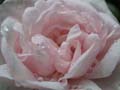 fleurs_02-08