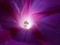 fleurs_02-10