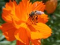 fleurs_02-11
