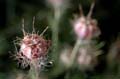 fleurs_02-12