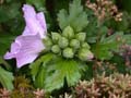 fleurs_02-13