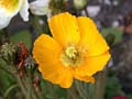 fleurs_02-14