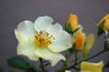 fleurs_02-15