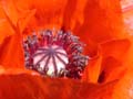 fleurs_02-16