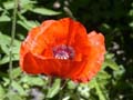 fleurs_02-17