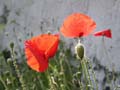 fleurs_02-18