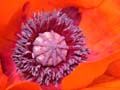 fleurs_02-20
