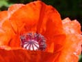 fleurs_02-21