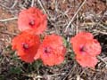 fleurs_02-22
