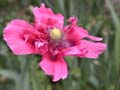 fleurs_02-23