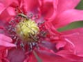 fleurs_02-24