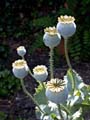 fleurs_02-26