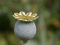 fleurs_02-27