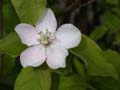 fleurs_02-29