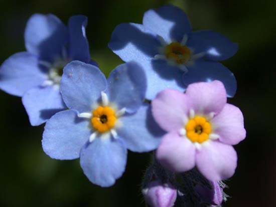 fleurs_0301