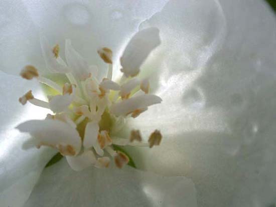 fleurs_0302
