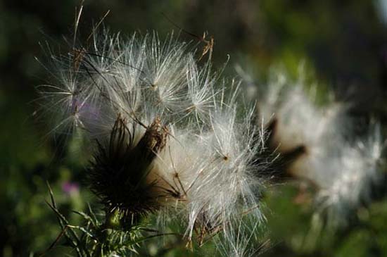 fleurs_0303