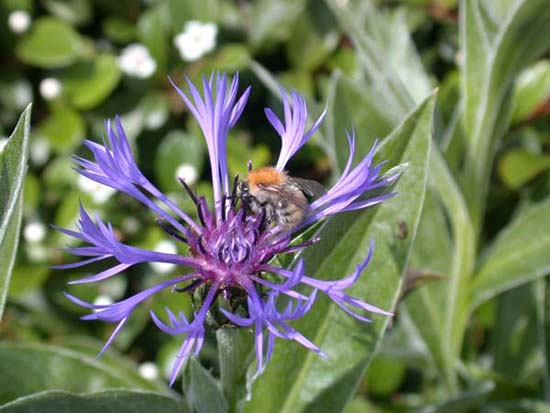 fleurs_0305